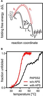 Melting Down Protein Stability: PAPS Synthase 2 in Patients and in a Cellular Environment